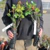 Rosal 'Double Delight'