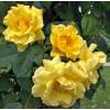 Rosal 'Golden Gate'