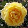 Rosal 'Golden Gate'