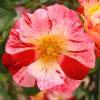 Rosal 'Hanabi'