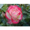 Rosal 'Jubil du Prince de Monaco'