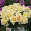 Rosal 'Lemon Beauty'