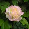 Rosal 'Mme A. Meilland', Rosal 'Peace'