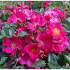 Rosal 'Pink Panoramic'