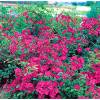 Rosal 'Pink Panoramic'