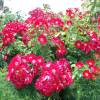 Rosal 'Red Dot'