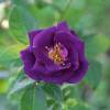 Rosal 'Rhapsody in Blue'