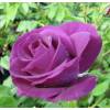 Rosal 'Rhapsody in Blue'