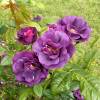 Rosal 'Rhapsody in Blue'