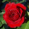 Rosal 'Ruby Ruby'