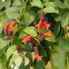 Aeschynanthus