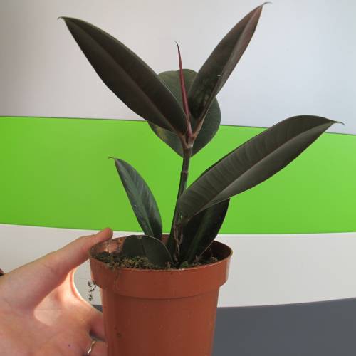 árbol Del Caucho C12 Venta árbol Del Caucho C12 Ficus Elastica Abidjan C12