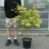 Arce japon�s 'Osakazuki'