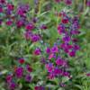 Salvia Violette de Loire ® 'barsal'
