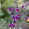 Salvia Violette de Loire  'barsal'