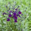 Salvia Violette de Loire  'barsal'