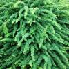 Agracejo 'Green carpet'