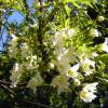 Casta�o chino florido