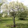 Casta�o chino florido