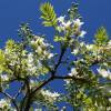 Casta�o chino florido