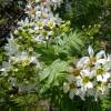 Casta�o chino florido