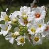 Casta�o chino florido