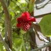 Schisandra con flores rojas