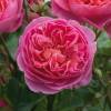 Rosal 'Boscobel'