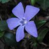 Vinca azul