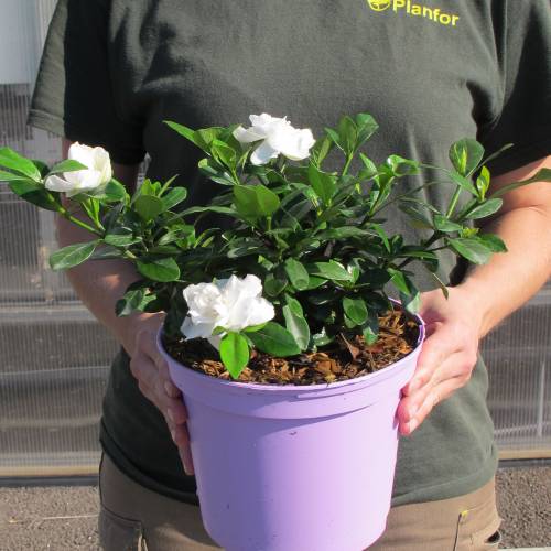 Gardenia 'Crown Jewel' : venta Gardenia 'Crown Jewel' / Gardenia  jasminoides Crown Jewel