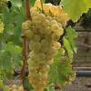 Via de mesa Chasselas dor