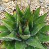 Agave de montaa