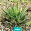 Agave de montaa