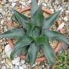 Agave de montaa