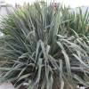 Yucca filamentosa