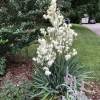 Yucca filamentosa