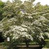 Cornejo chino de flores blancas