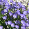 Farolillo de los Crpatos azul, Campanilla