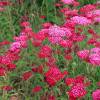 Aquilea milhojas roja, Milenrama roja