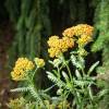 Aquilea milhojas naranja, Milenrama naranja