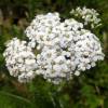 Aquilea milhojas blanca, Milenrama blanca