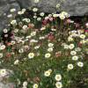 Margarita cimarrona, Erigeron de Karvinski