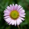 Margarita rosa, Erigeron rosa, Vergerette rosa