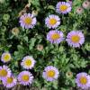 Margarita rosa, Erigeron rosa, Vergerette rosa