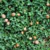 Trifolium fragiferum