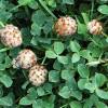 Trifolium fragiferum