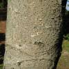 Idesia polycarpa