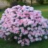 Rododendro enano 'Percy Wiseman'