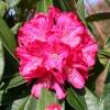 Rododendro rosa 'Fenbeyum'