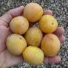 Albaricoque-Ciruela Mirabelle Pluot 'Aprimira'